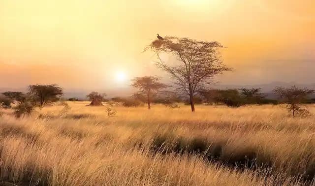 Awash National Park